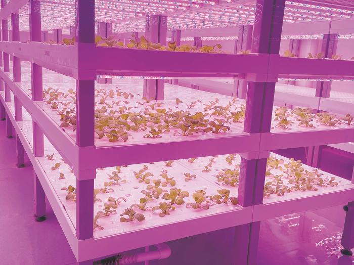 在物美植物工廠里，通過LED燈的照射，蔬菜散發(fā)勃勃生機(jī)。受訪者供圖
